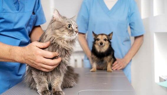 Top 10 der besten Tierkliniken in München