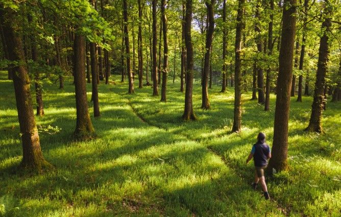 Perlacher Forst, atemberaubendste Naturlandschaft Münchens