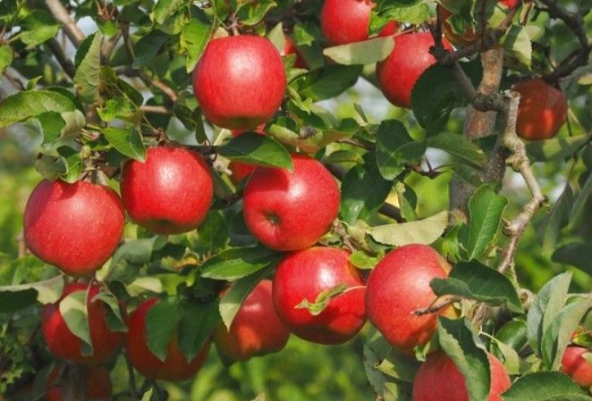 Bayerische Äpfel natürlichen Zutaten in München