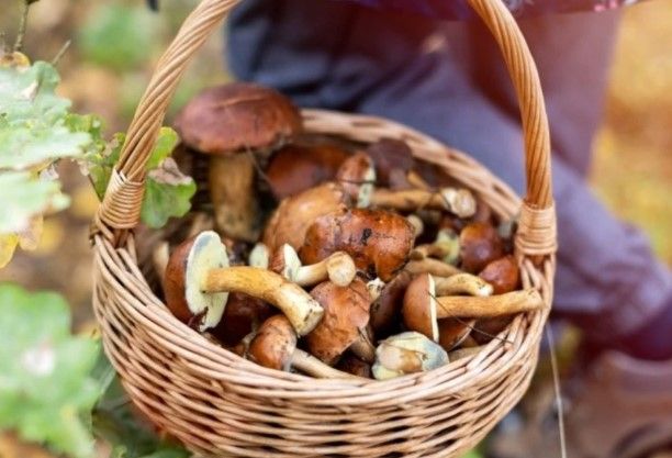 Frische Pilze aus den Wäldern