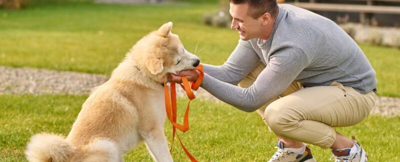 Die 10 besten Hundeschulen in München